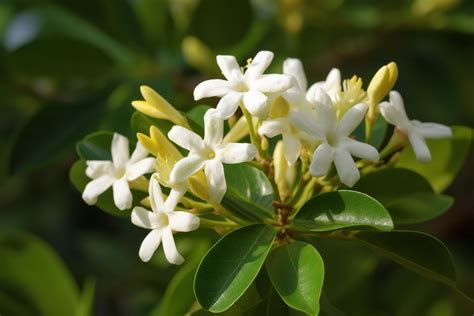 chethi|ixora flower meaning.